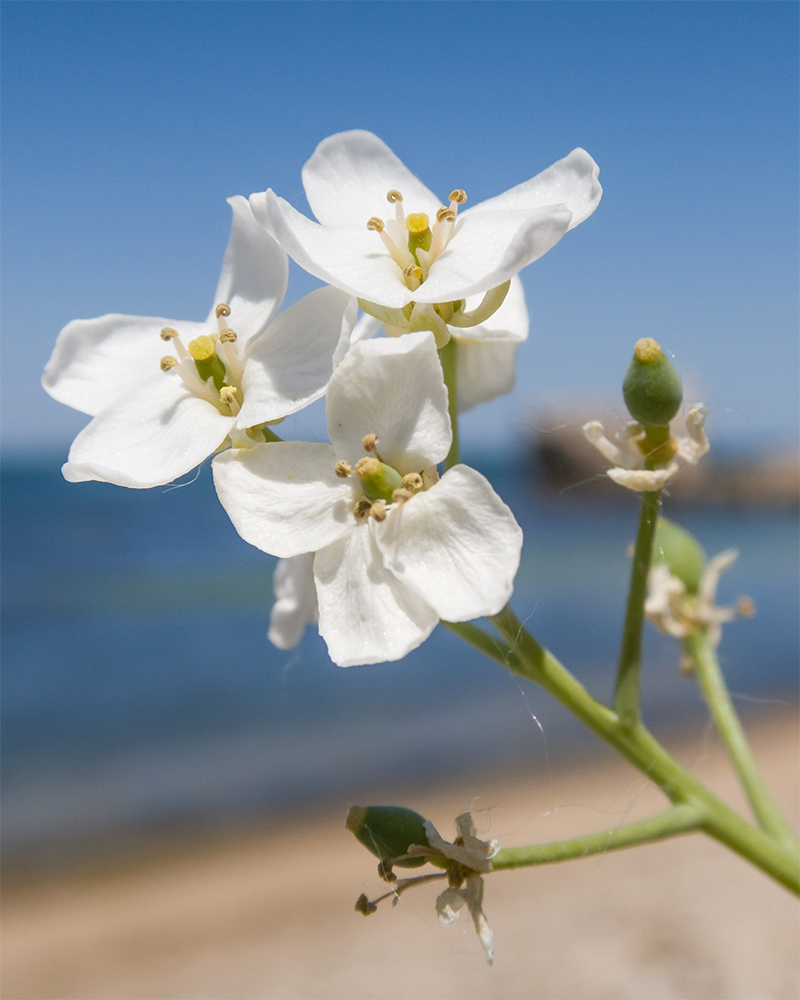 Изображение особи род Crambe.