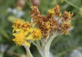 Senecio leucophyllus