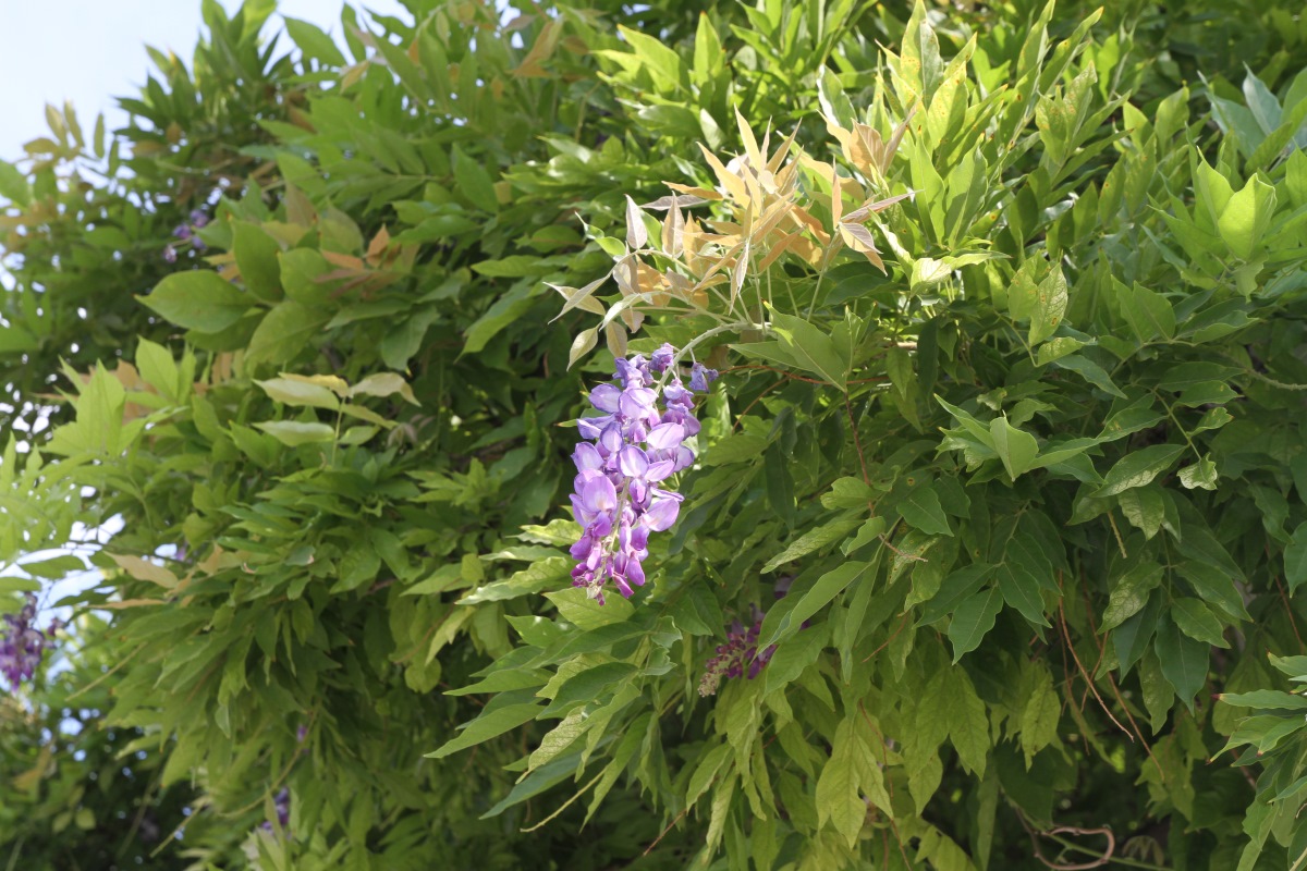 Image of Wisteria sinensis specimen.