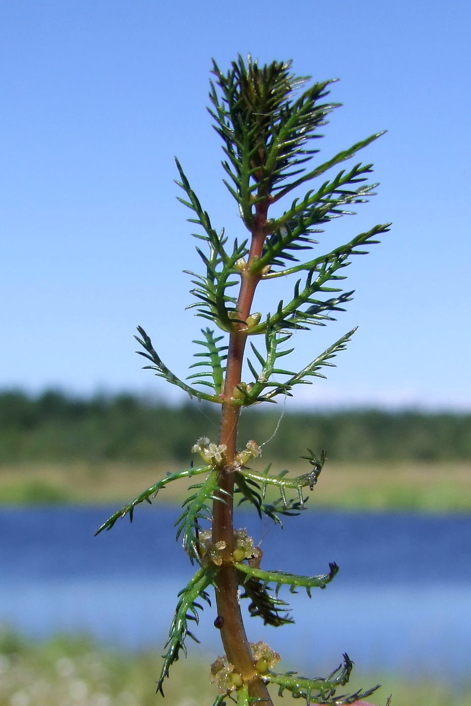 Изображение особи Myriophyllum verticillatum.