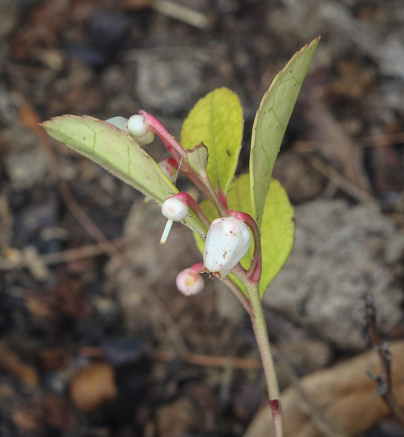 Image of Gaultheria procumbens specimen.