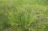 Carex vesicata. Плодоносящие растения. Приморский край, Шкотовский р-н, с. Анисимовка, на лугу. 18.06.2020.