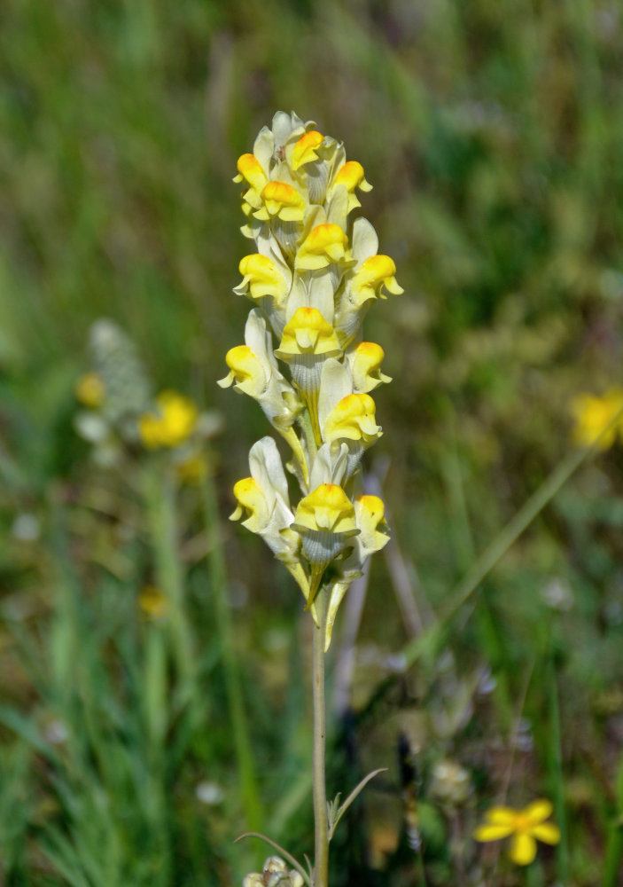 Image of Linaria macroura specimen.