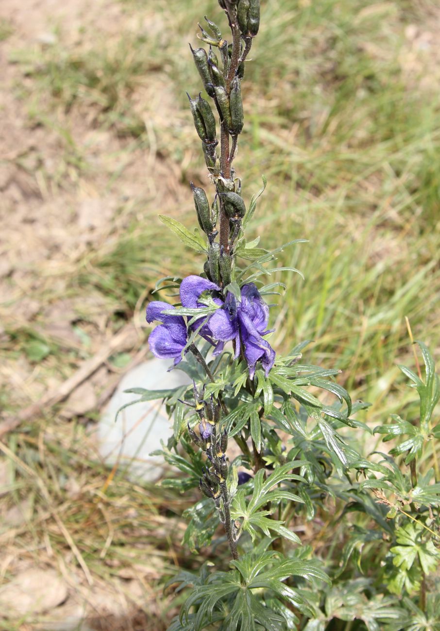 Изображение особи Aconitum altaicum.