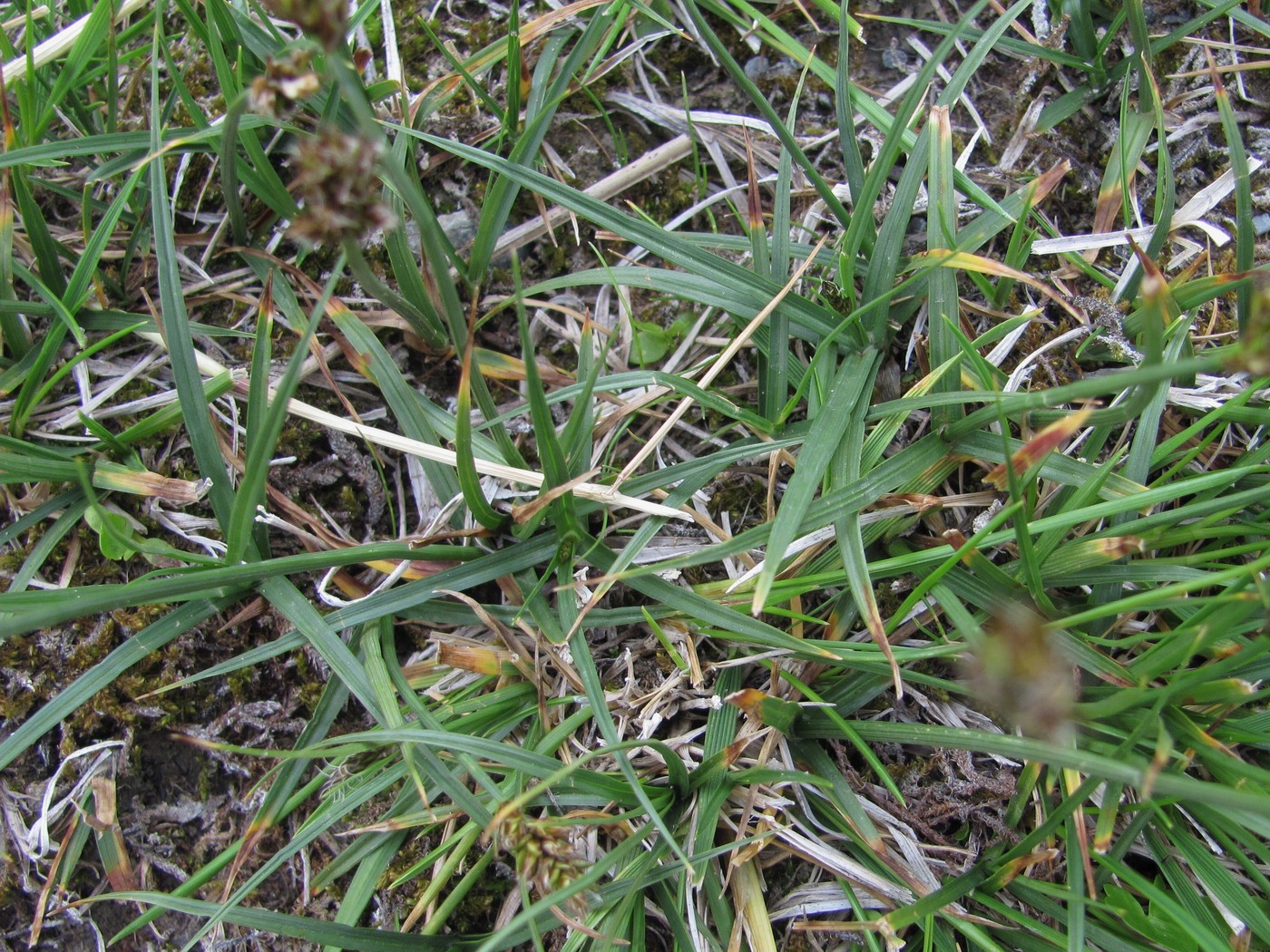 Image of genus Carex specimen.