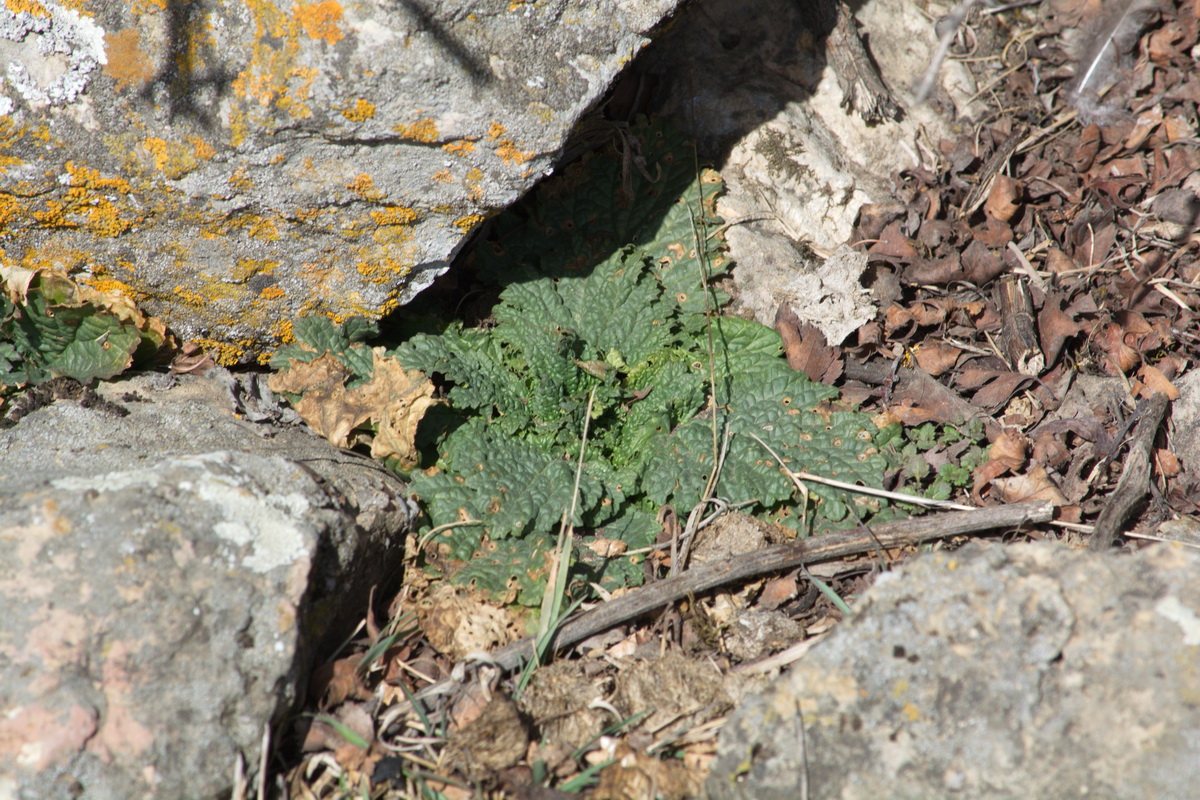 Изображение особи род Verbascum.