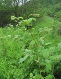 Rubus idaeus