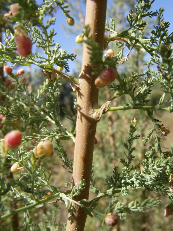 Изображение особи Myricaria bracteata.