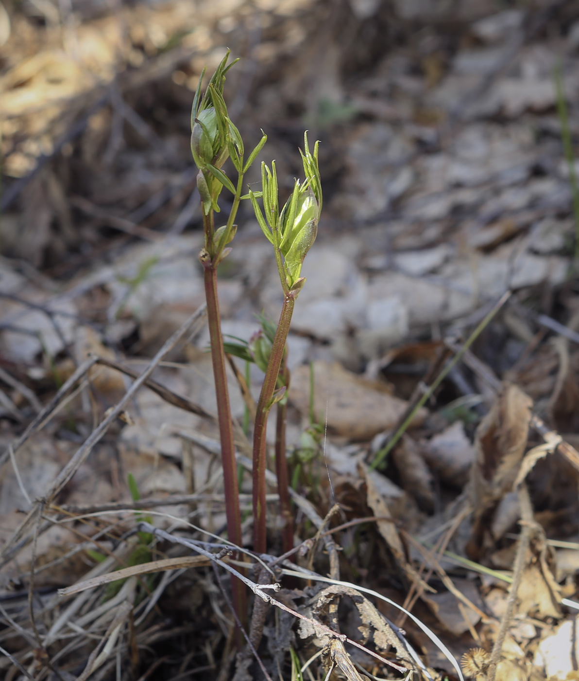 Image of Lathyrus vernus specimen.