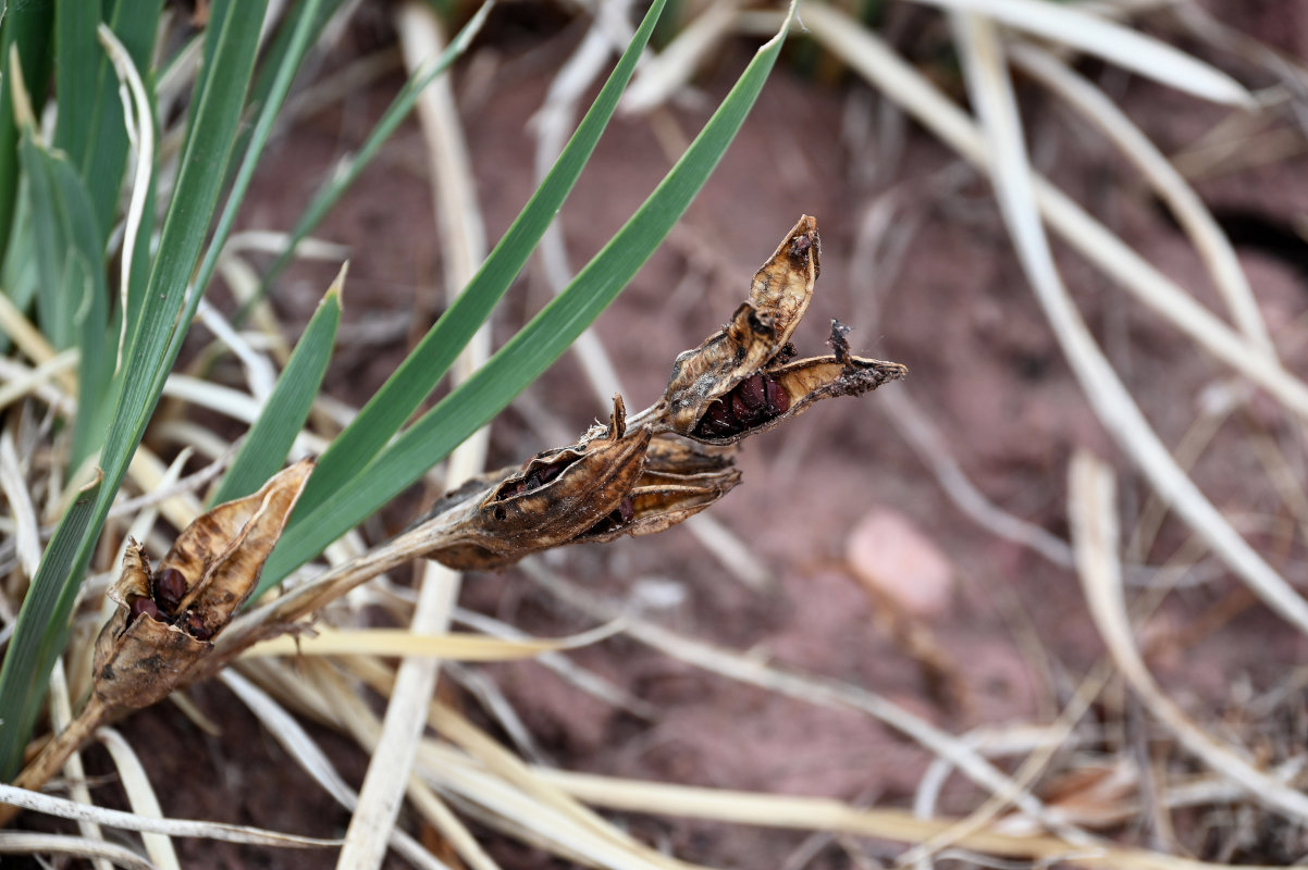 Image of Iris biglumis specimen.