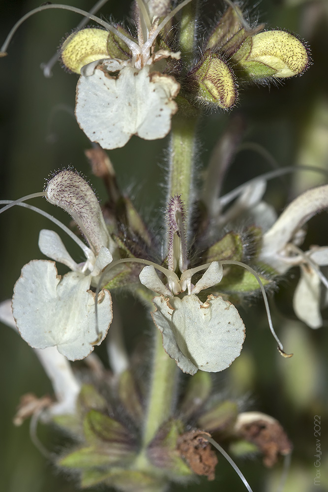 Изображение особи Salvia austriaca.