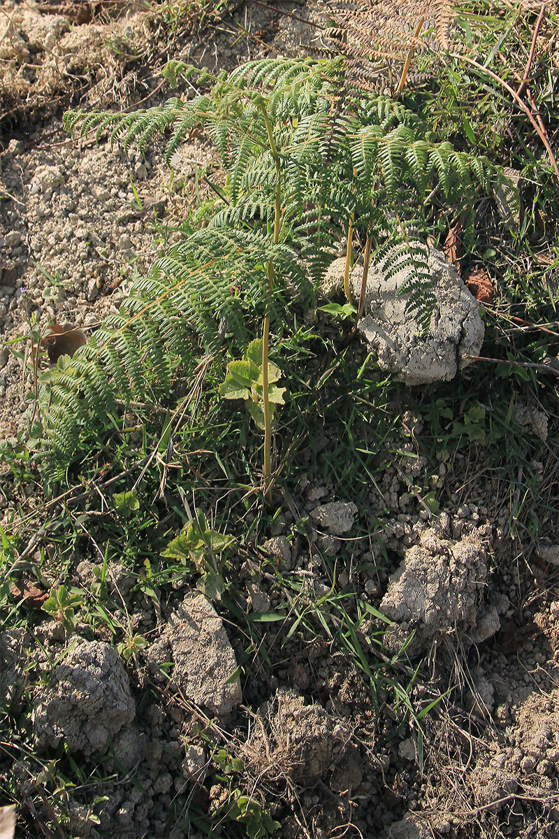 Изображение особи род Pteridium.