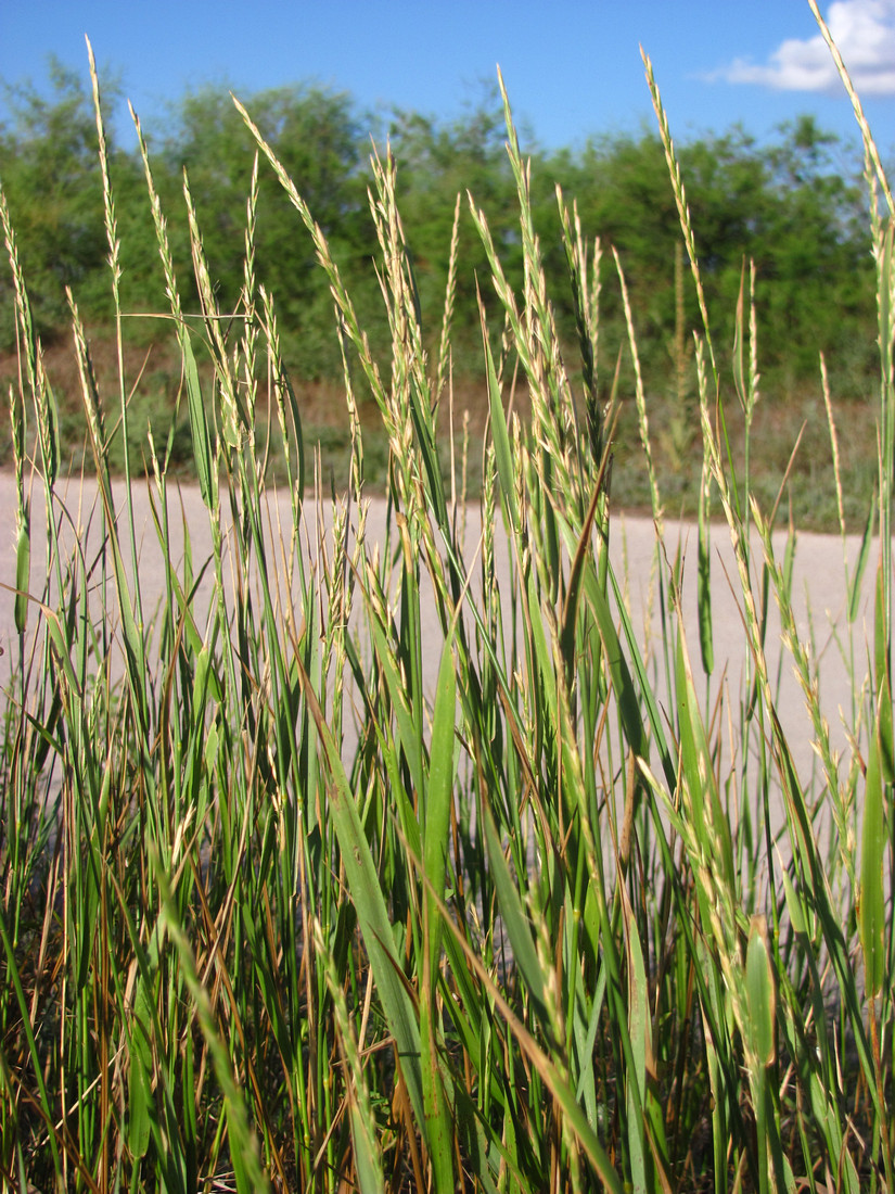 Image of Elytrigia repens specimen.