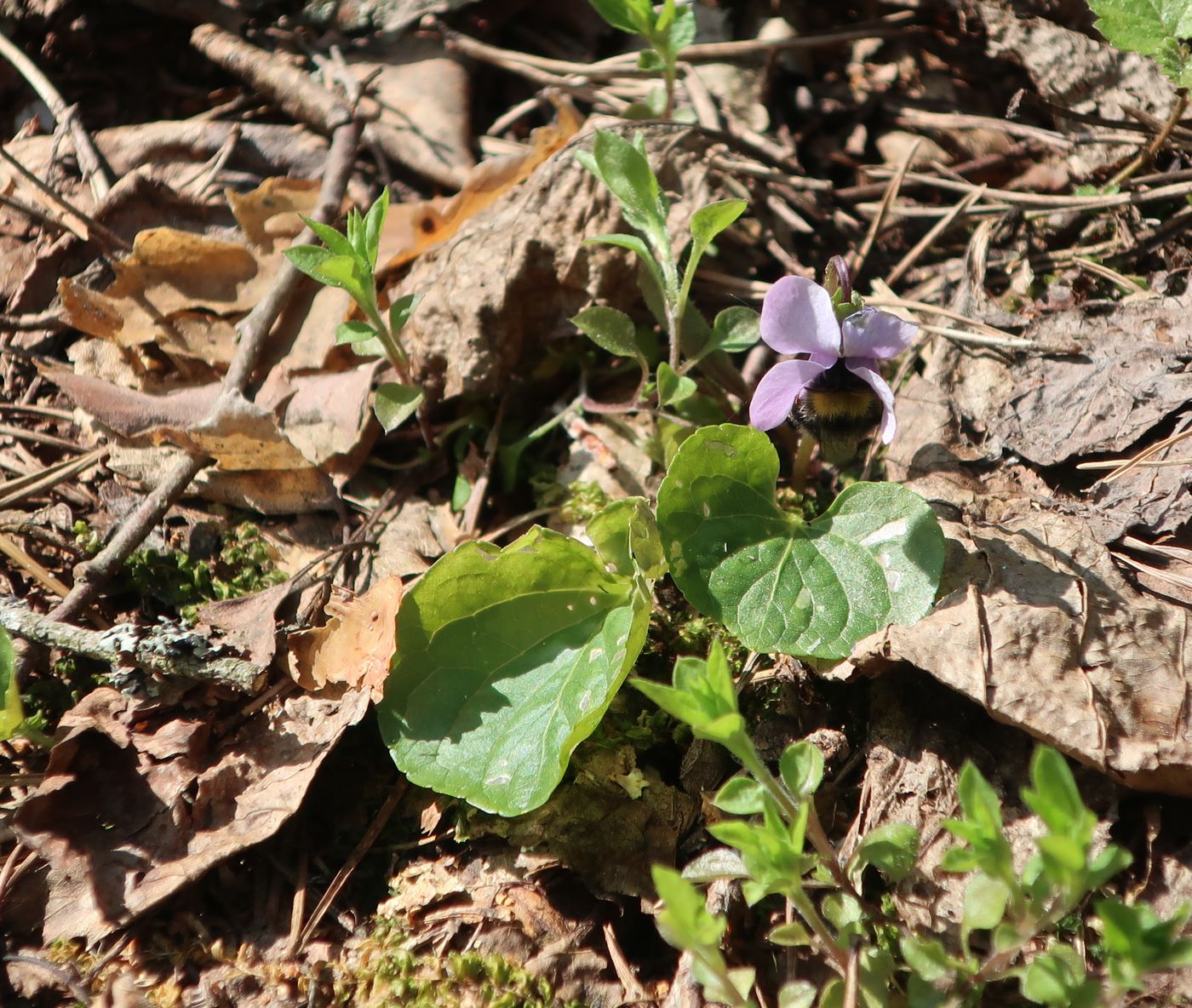 Изображение особи Viola epipsila.