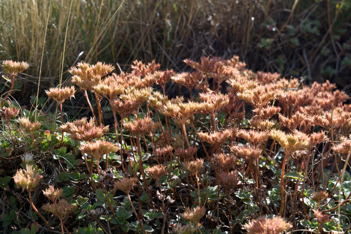 Image of Sedum oppositifolium specimen.