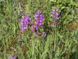 Polygala major. Верхушки цветущих растений. Абхазия, Гудаутский р-н, окр. с. Армянское ущелье, ур. Три Котла, разнотравный луг. 19.05.2021.