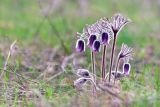 Смотреть изображение Pulsatilla pratensis