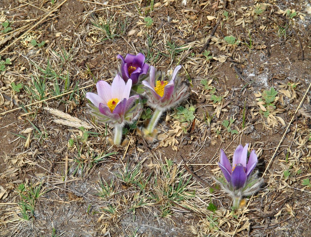 Image of Pulsatilla turczaninovii specimen.