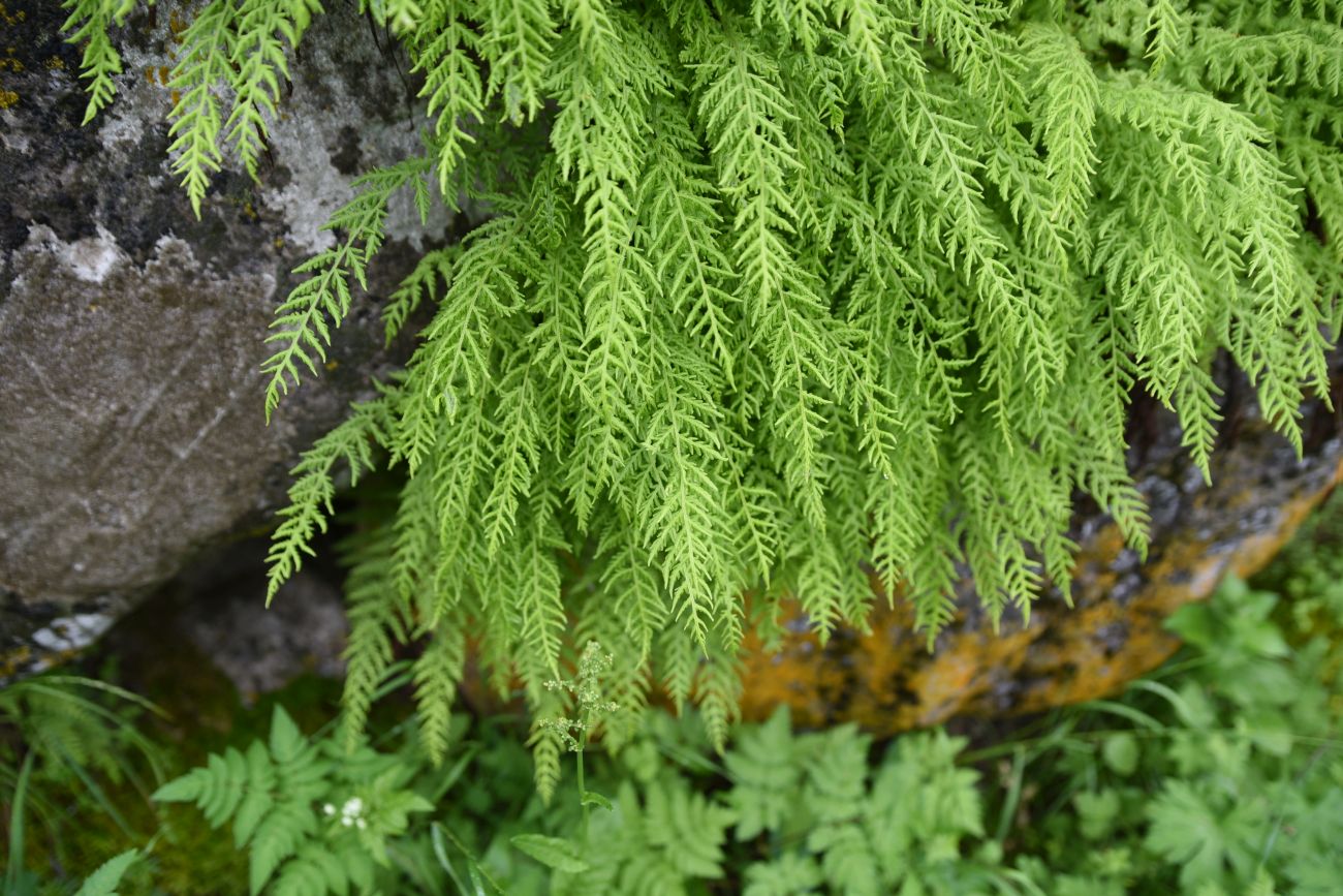 Image of Woodsia caucasica specimen.