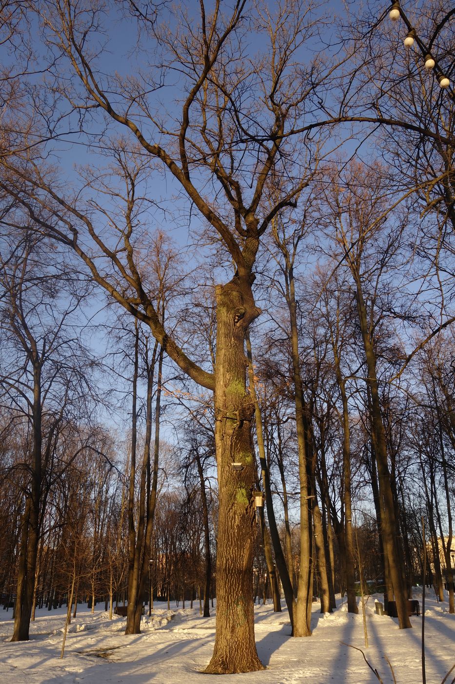 Изображение особи Quercus robur.