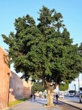Ficus microcarpa. Взрослое дерево. Марокко, обл. Рабат - Сале - Кенитра, г. Рабат, в культуре. 06.01.2023.