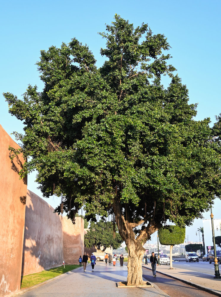 Изображение особи Ficus microcarpa.