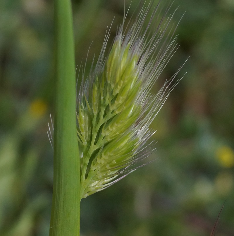 Image of Cynosurus echinatus specimen.