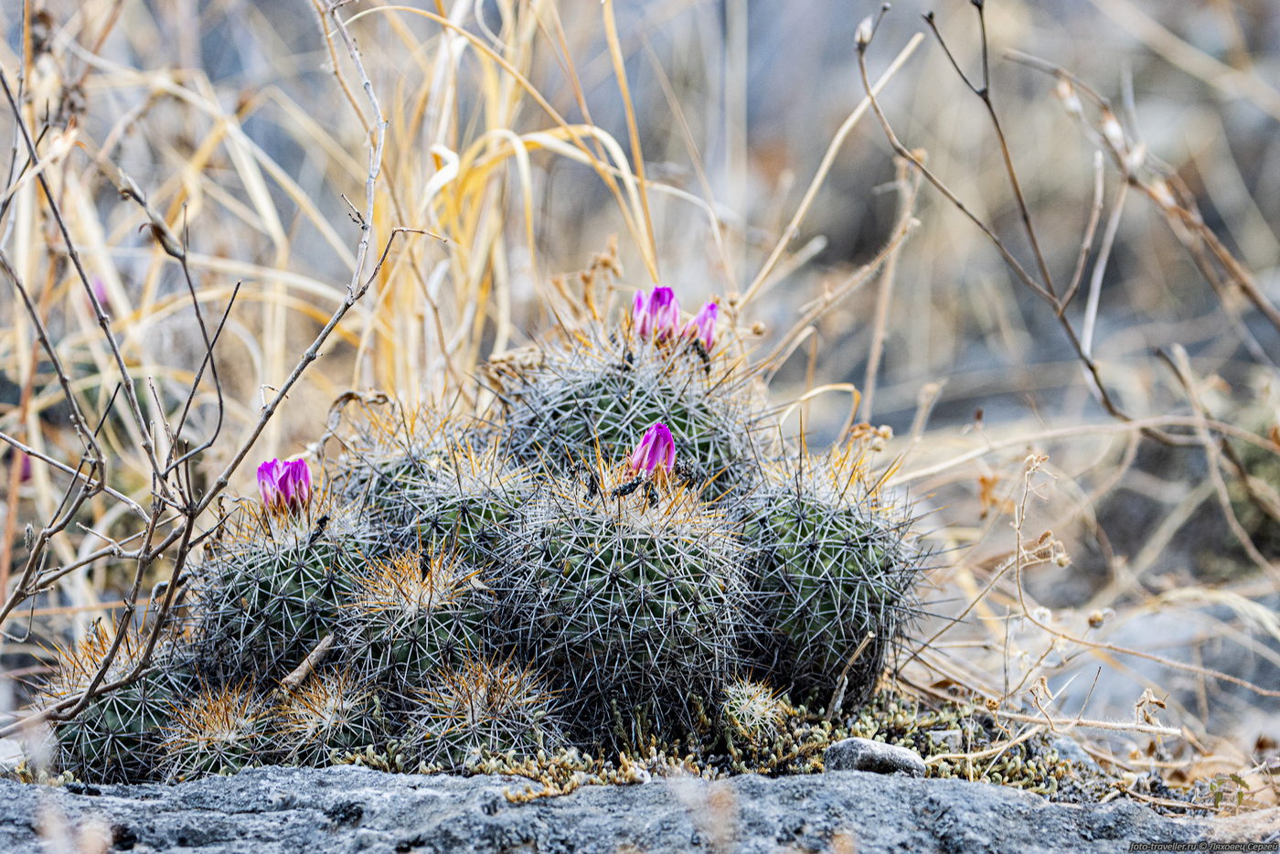 Изображение особи семейство Cactaceae.