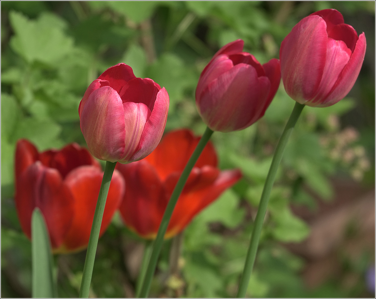 Изображение особи род Tulipa.