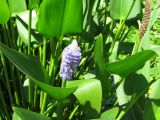 Pontederia cordata