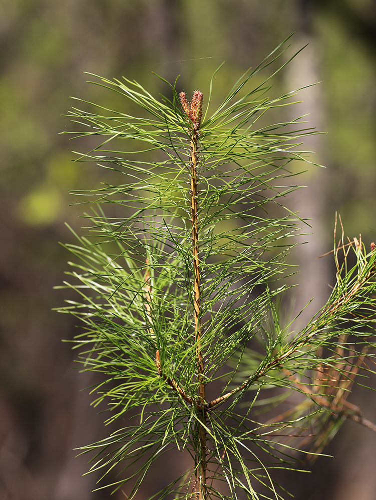 Image of Pinus &times; funebris specimen.