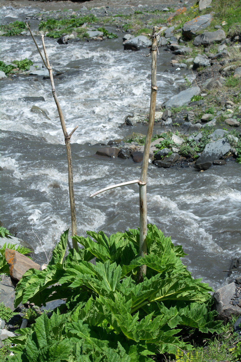 Image of genus Heracleum specimen.