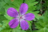 Geranium sylvaticum