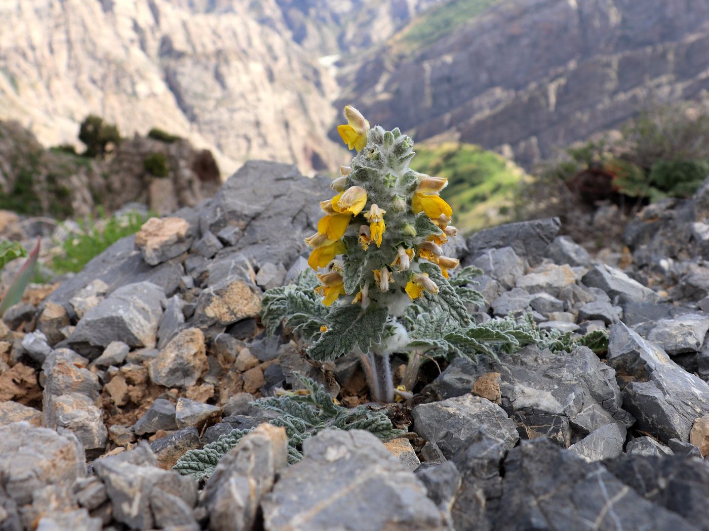 Image of Phlomoides speciosa specimen.