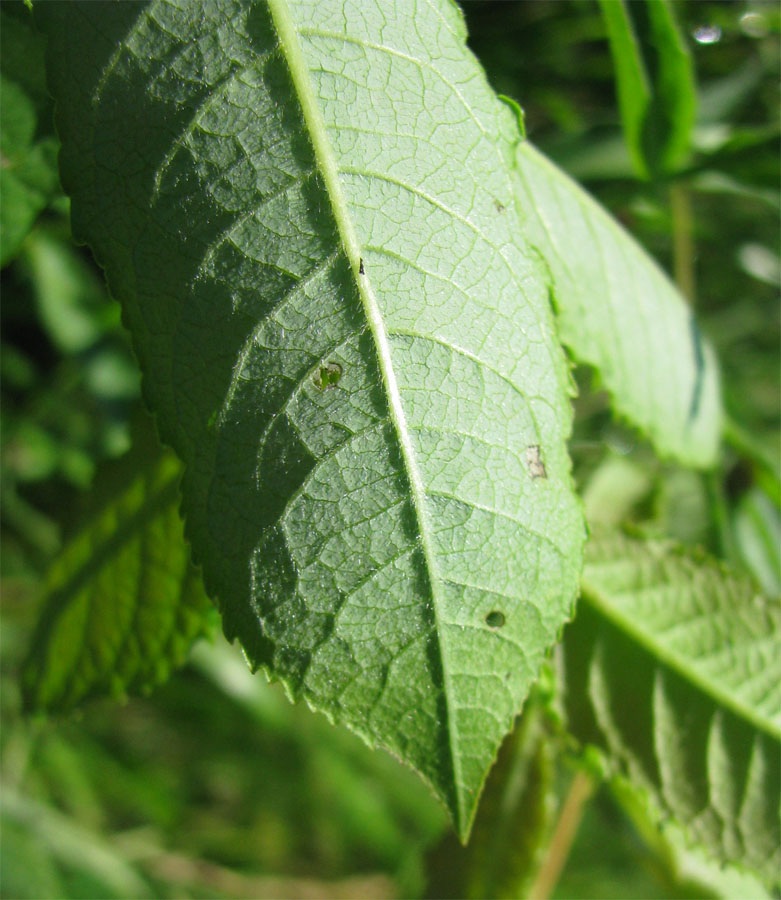 Image of Salix myrsinifolia specimen.