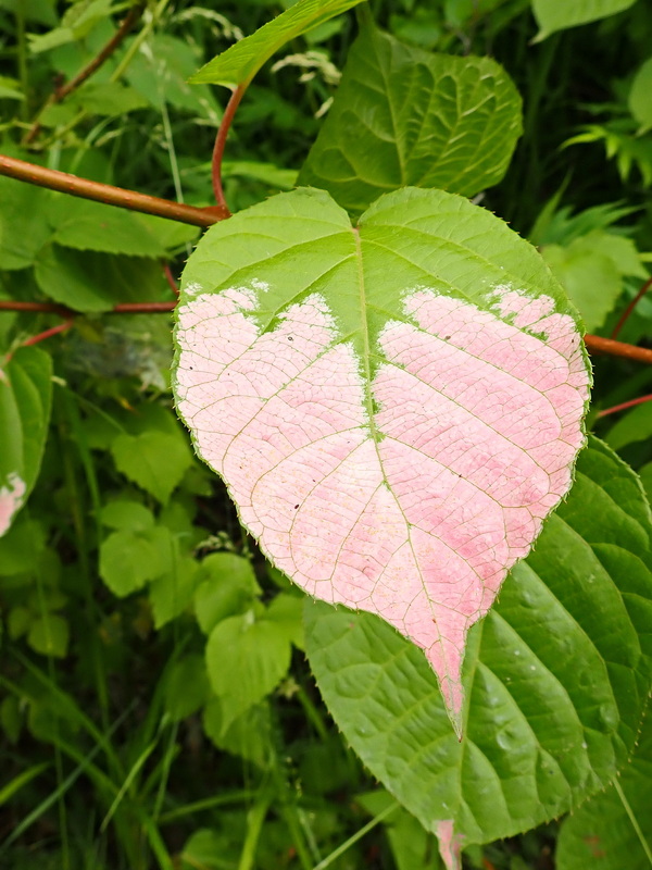 Изображение особи Actinidia kolomikta.