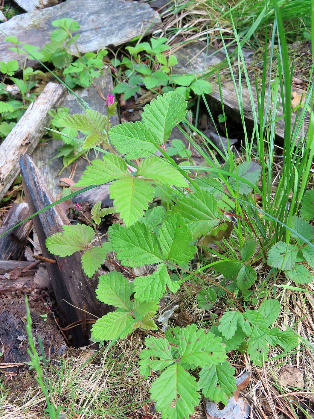 Image of Rubus arcticus specimen.