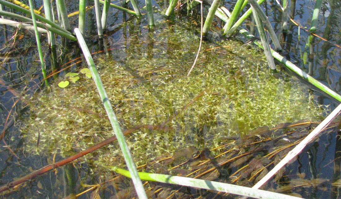 Image of Lemna trisulca specimen.