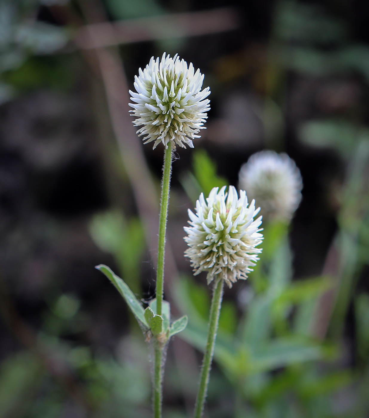 Image of Trifolium montanum specimen.