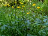 Ranunculus repens. Верхние части цветущих растений. Тверская обл., Кимрский р-н, окр. дер. Клетино, смешанный лес. 09.06.2023.