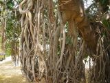 View full-size image Ficus benghalensis