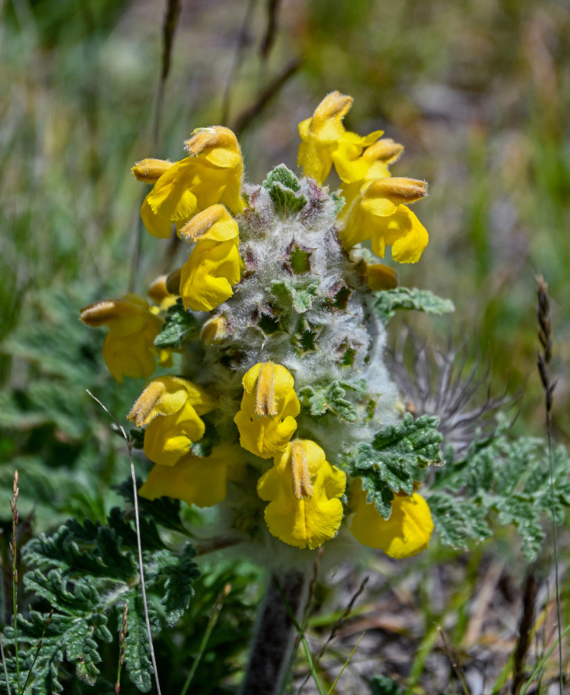 Изображение особи Phlomoides speciosa.