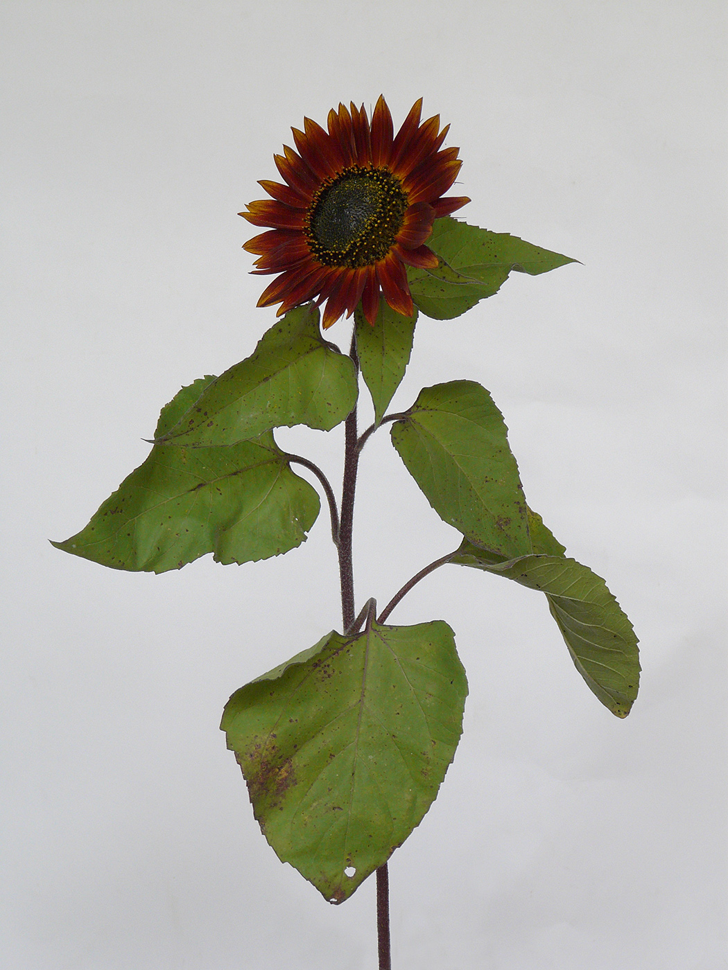 Image of Helianthus annuus specimen.