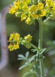 Ruta chalepensis. Часть побега с цветками и пчелой(?). Израиль, г. Яффо, около дороги. 06.04.2024.