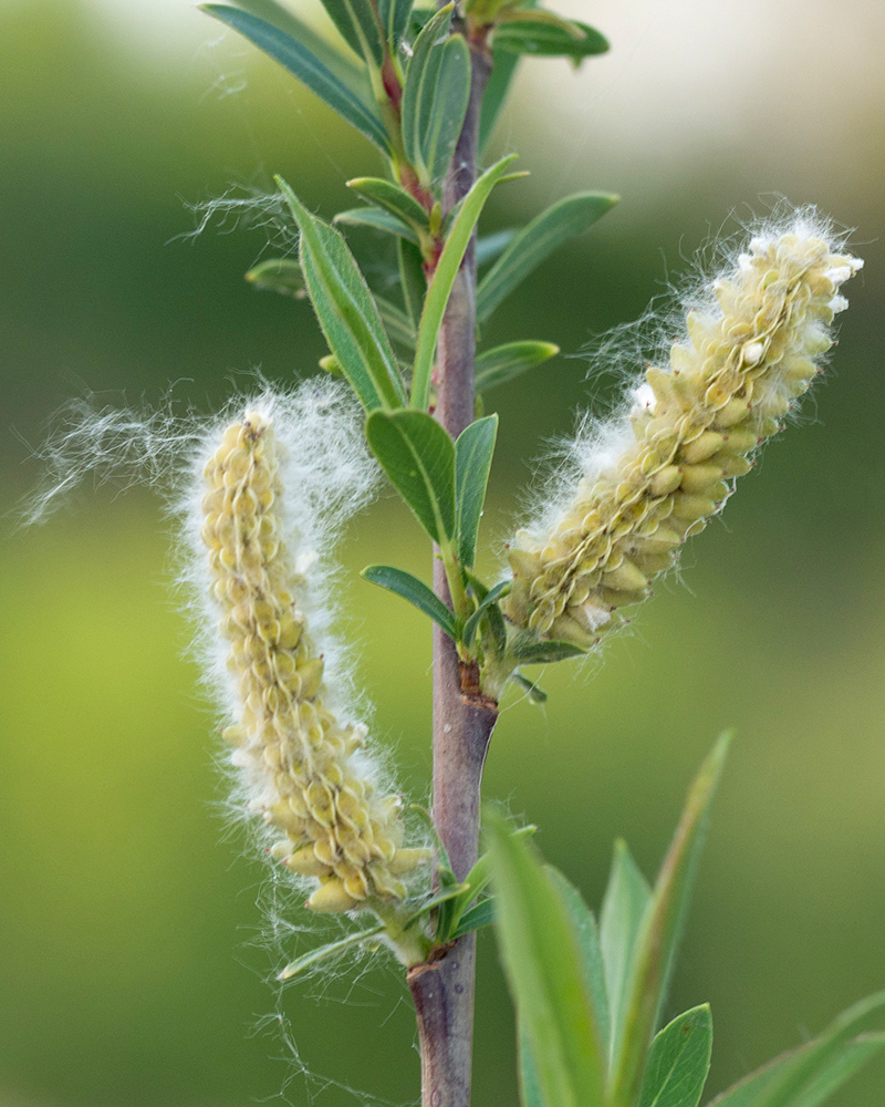 Image of Salix elbursensis specimen.