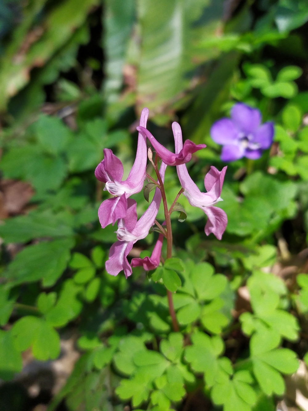 Image of Corydalis caucasica specimen.