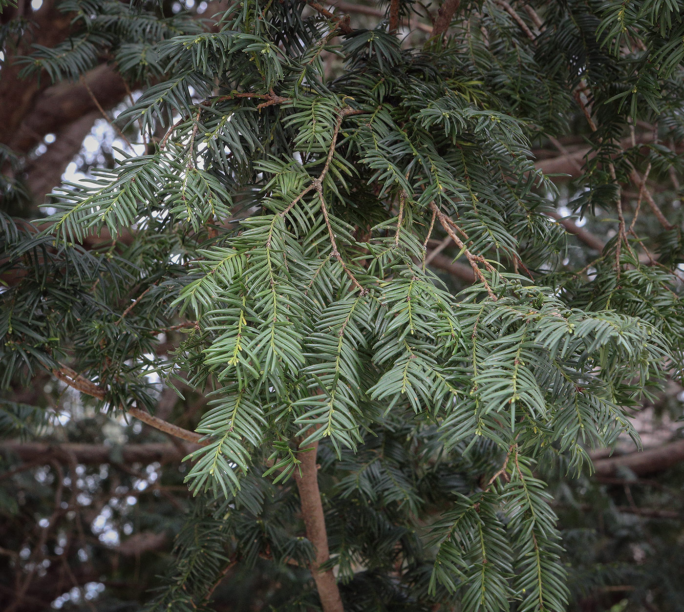 Изображение особи Taxus baccata.