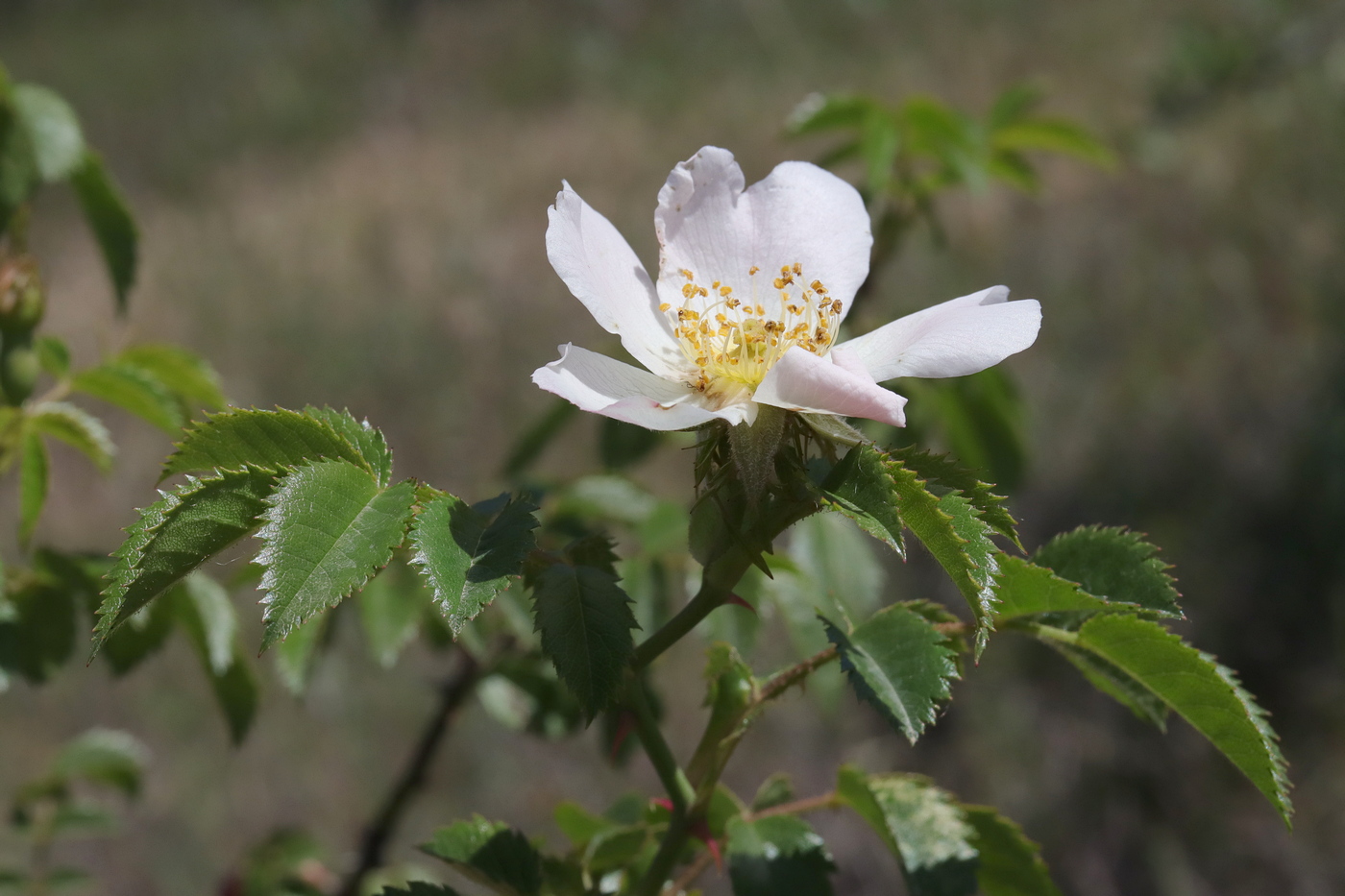 Изображение особи Rosa agrestis.