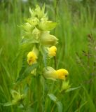 Rhinanthus vernalis. Верхушка цветущего растения. Коми, г. Печора, Лесокомбинат. 04.07.2010.