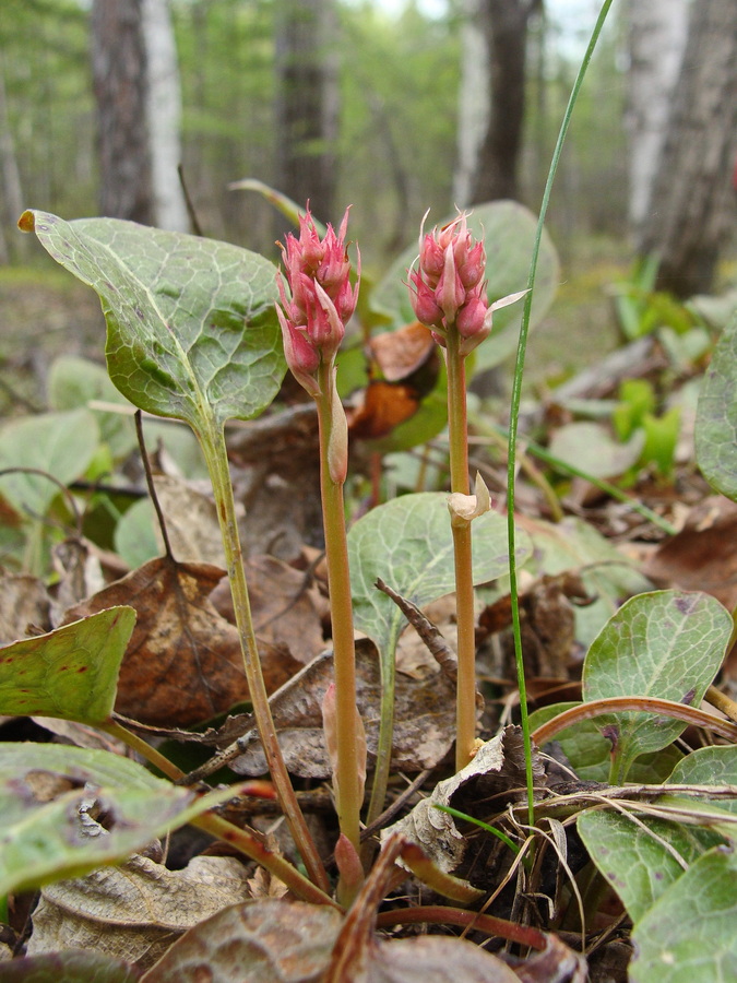 Изображение особи Pyrola incarnata.